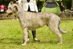 Irish Wolfhound Dogs Breed - Information, Temperament, Size & Price | Pets4Homes