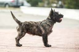 Cairn Terrier Dogs Breed - Information, Temperament, Size & Price | Pets4Homes