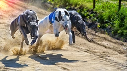 Greyhound Dogs Ras: Karakter, Levensduur & Prijs | Puppyplaats