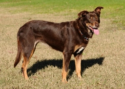 Kelpie Australiano Dogs Razza - Prezzo, Temperamento & Foto | AnnunciAnimali