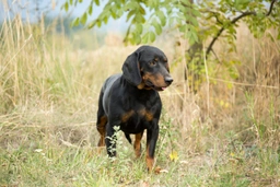 Slovensky Kopov Dogs Breed - Information, Temperament, Size & Price | Lancaster Puppies