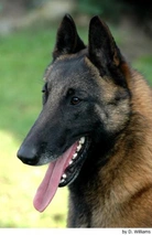 Mechelse Herder Dogs Ras: Karakter, Levensduur & Prijs | Puppyplaats