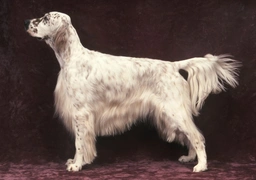 English Setter Dogs Breed - Information, Temperament, Size & Price | Lancaster Puppies