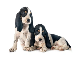 Segugio Svizzero Dogs Razza - Prezzo, Temperamento & Foto | AnnunciAnimali