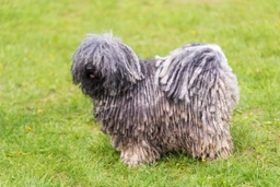 Hungarian Puli Dogs Breed - Information, Temperament, Size & Price | Lancaster Puppies
