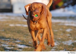 Vizsla korthaar Dogs Ras: Karakter, Levensduur & Prijs | Puppyplaats