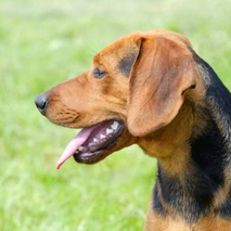 Segugio Serbo Dogs Razza - Prezzo, Temperamento & Foto | AnnunciAnimali