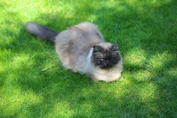 RagaMuffin Cats Razza - Prezzo, Temperamento & Foto | AnnunciAnimali