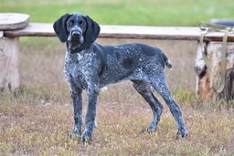 German Wirehaired Pointer Dogs Breed - Information, Temperament, Size & Price | Lancaster Puppies