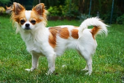 Chihuahua Dogs Razza - Prezzo, Temperamento & Foto | AnnunciAnimali