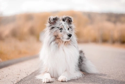 Shetland Sheepdog Dogs Breed - Information, Temperament, Size & Price | Lancaster Puppies