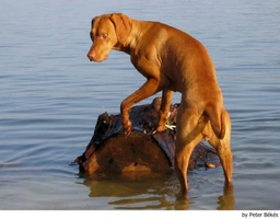 Vizsla korthaar Dogs Ras: Karakter, Levensduur & Prijs | Puppyplaats