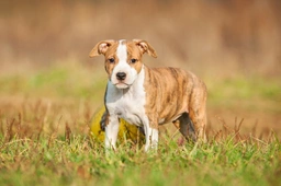 American Staffordshire Terriër Dogs Ras: Karakter, Levensduur & Prijs | Puppyplaats