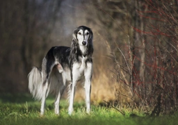 Saluki Dogs Breed - Information, Temperament, Size & Price | Pets4Homes