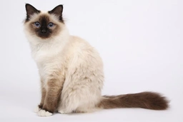 Birman Cats Razza - Prezzo, Temperamento & Foto | AnnunciAnimali