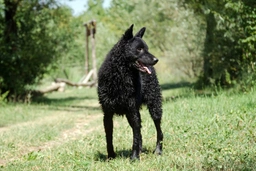 Pastore Croato Dogs Razza - Prezzo, Temperamento & Foto | AnnunciAnimali