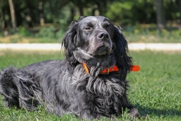Picardy Spaniel Dogs Breed - Information, Temperament, Size & Price | Lancaster Puppies
