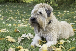 Irish Soft Coated Wheaten Terrier Dogs Raza - Características, Fotos & Precio | MundoAnimalia