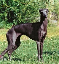 Levriero Dogs Razza - Prezzo, Temperamento & Foto | AnnunciAnimali