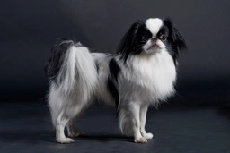Japanese Chin Dogs Breed - Information, Temperament, Size & Price | Pets4Homes