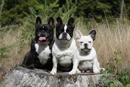 French Bulldog Dogs Breed - Information, Temperament, Size & Price | Lancaster Puppies