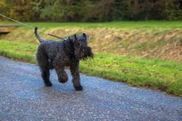 Kerry Blue Terrier Dogs Breed - Information, Temperament, Size & Price | Lancaster Puppies