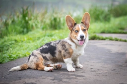 Welsh Corgi Cardigan Dogs Breed - Information, Temperament, Size & Price | Lancaster Puppies