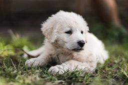 Kuvasz  Dogs Ras: Karakter, Levensduur & Prijs | Puppyplaats