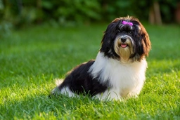 Havanese Dogs Breed - Information, Temperament, Size & Price | Lancaster Puppies