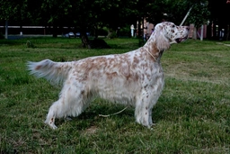 English Setter Dogs Breed - Information, Temperament, Size & Price | Lancaster Puppies