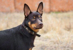 Kelpie Australiano Dogs Razza - Prezzo, Temperamento & Foto | AnnunciAnimali