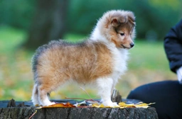 Shetland Sheepdog Dogs Breed - Information, Temperament, Size & Price | Lancaster Puppies