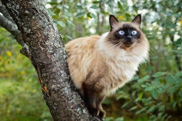 Balinese Cats Breed - Information, Temperament, Size & Price | Pets4Homes