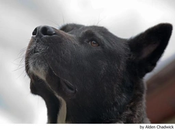 Akita Dogs Breed - Information, Temperament, Size & Price | Lancaster Puppies