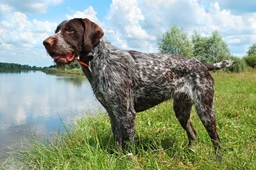 German Wirehaired Pointer Dogs Breed - Information, Temperament, Size & Price | Lancaster Puppies