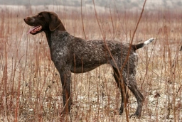 German Shorthaired Pointer Dogs Breed - Information, Temperament, Size & Price | Lancaster Puppies