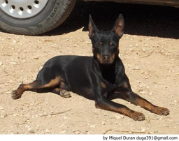 Ca Rater Mallorquí Dogs Raza - Características, Fotos & Precio | MundoAnimalia