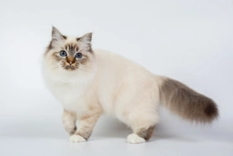 Birman Cats Razza - Prezzo, Temperamento & Foto | AnnunciAnimali