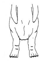 Basset Artésien Normand Dogs Ras: Karakter, Levensduur & Prijs | Puppyplaats