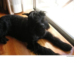 Riesenschnauzer Dogs Ras: Karakter, Levensduur & Prijs | Puppyplaats