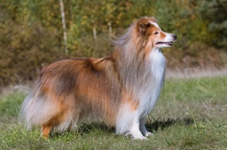 Shetland Sheepdog Dogs Breed - Information, Temperament, Size & Price | Lancaster Puppies