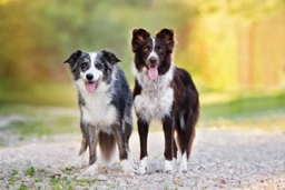 Border Collie Dogs Ras: Karakter, Levensduur & Prijs | Puppyplaats