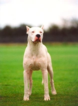 Dogo argentino Dogs Raza - Características, Fotos & Precio | MundoAnimalia