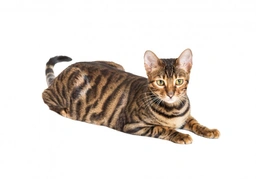  Toyger Cats Razza - Prezzo, Temperamento & Foto | AnnunciAnimali