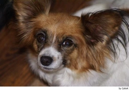 Vlinderhondje Dogs Ras: Karakter, Levensduur & Prijs | Puppyplaats