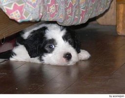 Old English Sheepdog Dogs Ras: Karakter, Levensduur & Prijs | Puppyplaats