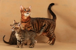  Toyger Cats Razza - Prezzo, Temperamento & Foto | AnnunciAnimali