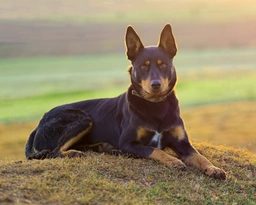 Kelpie Australiano Dogs Razza - Prezzo, Temperamento & Foto | AnnunciAnimali