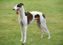 Italiaans Windhondje Dogs Ras: Karakter, Levensduur & Prijs | Puppyplaats