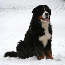 Bernese Mountain Dog Dogs Breed - Information, Temperament, Size & Price | Pets4Homes